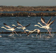 Greater Flamingo