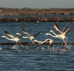 Flamant rose