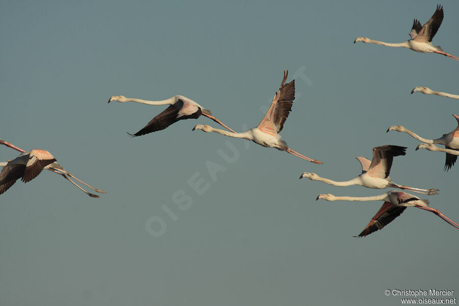 Greater Flamingo