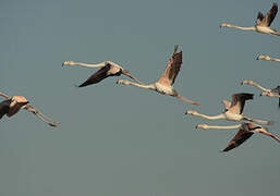 Greater Flamingo