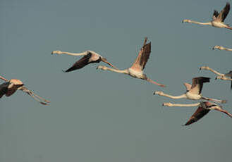 Flamant rose