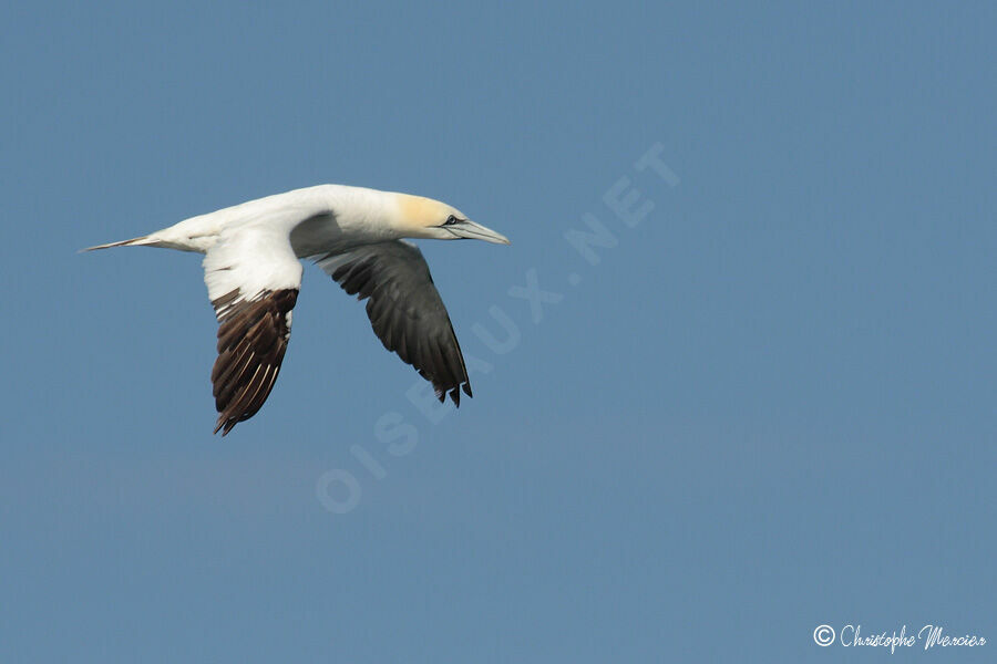 Northern Gannet