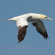 Northern Gannet