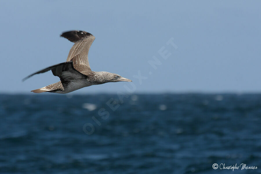 Northern Gannet