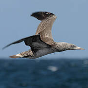 Northern Gannet