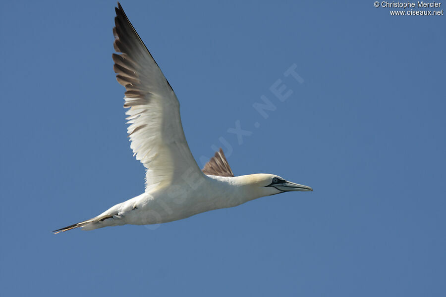 Northern Gannet