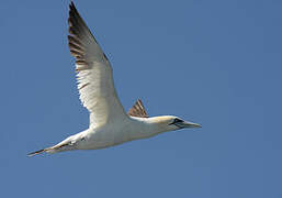 Northern Gannet