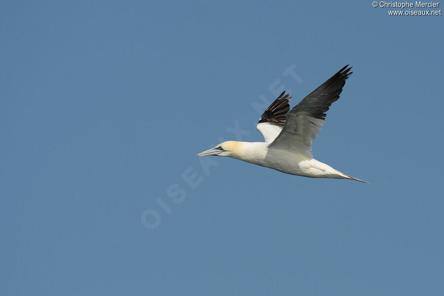 Northern Gannet