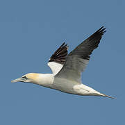 Northern Gannet