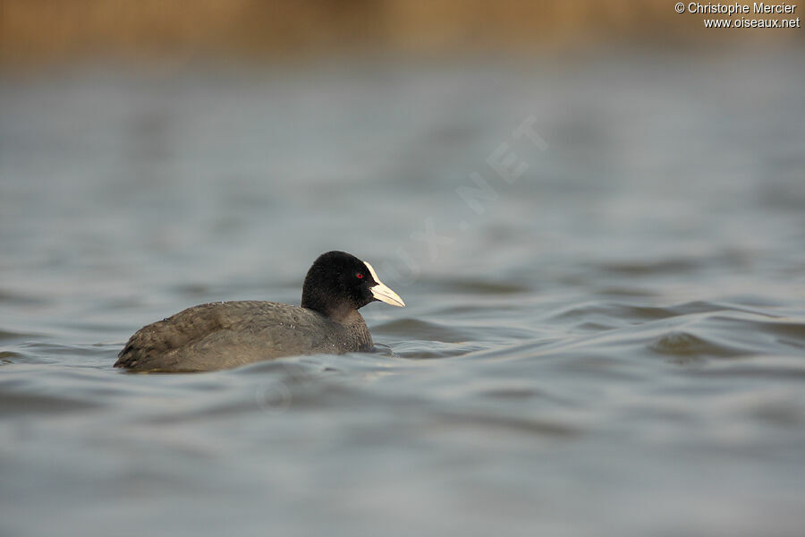 Eurasian Coot