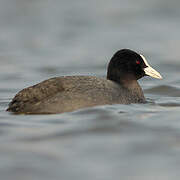 Eurasian Coot