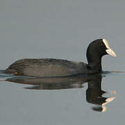 Eurasian Coot