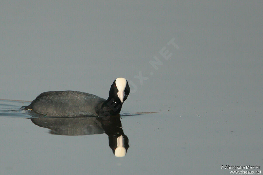 Eurasian Coot