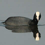 Eurasian Coot