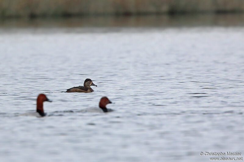 Ring-necked Duck