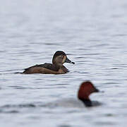 Ring-necked Duck