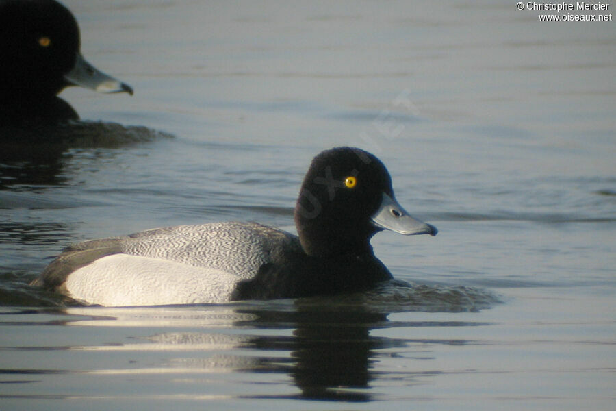 Lesser Scaup