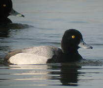 Lesser Scaup