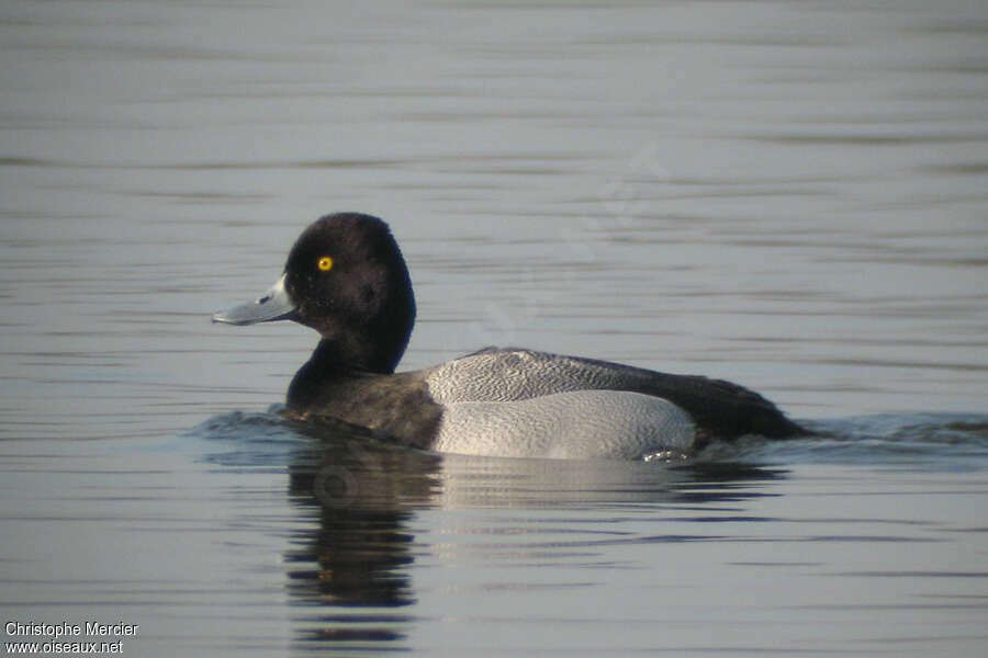 Lesser Scaup male adult breeding, identification