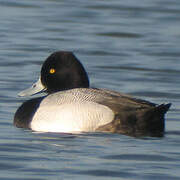 Lesser Scaup