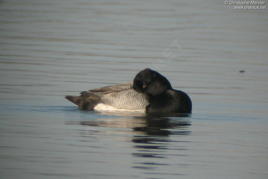 Lesser Scaup