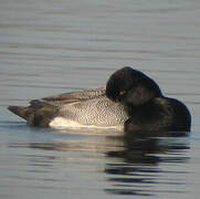 Lesser Scaup