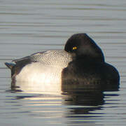 Lesser Scaup