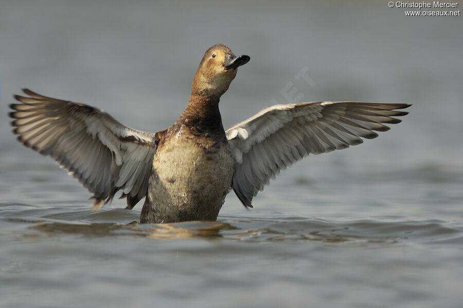 Common Pochard