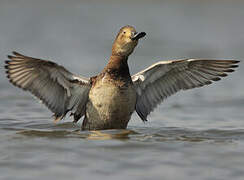 Common Pochard