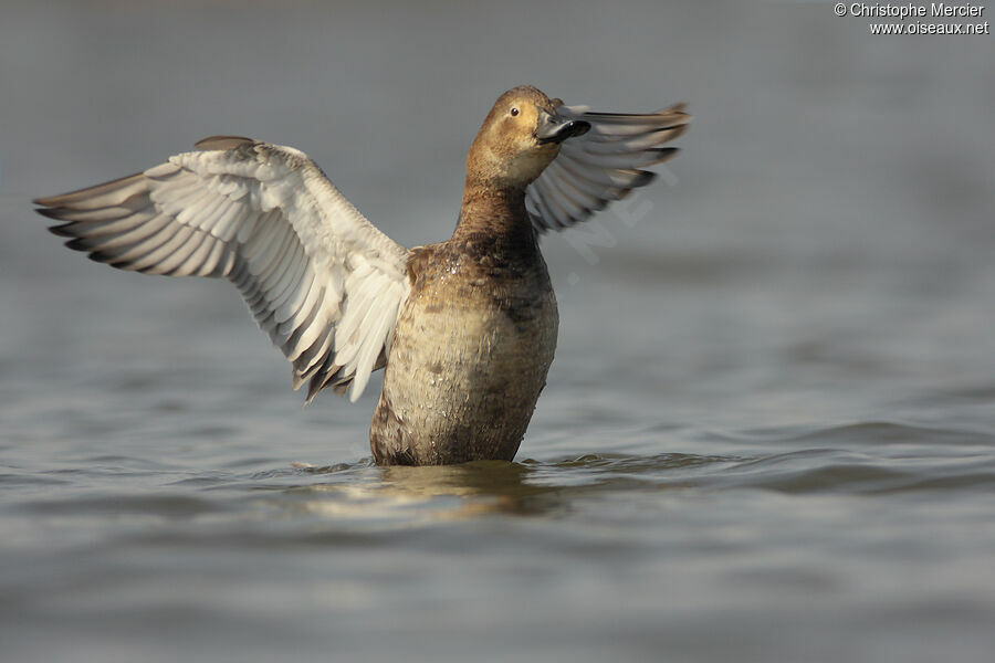 Common Pochard