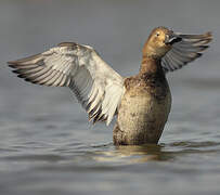 Common Pochard