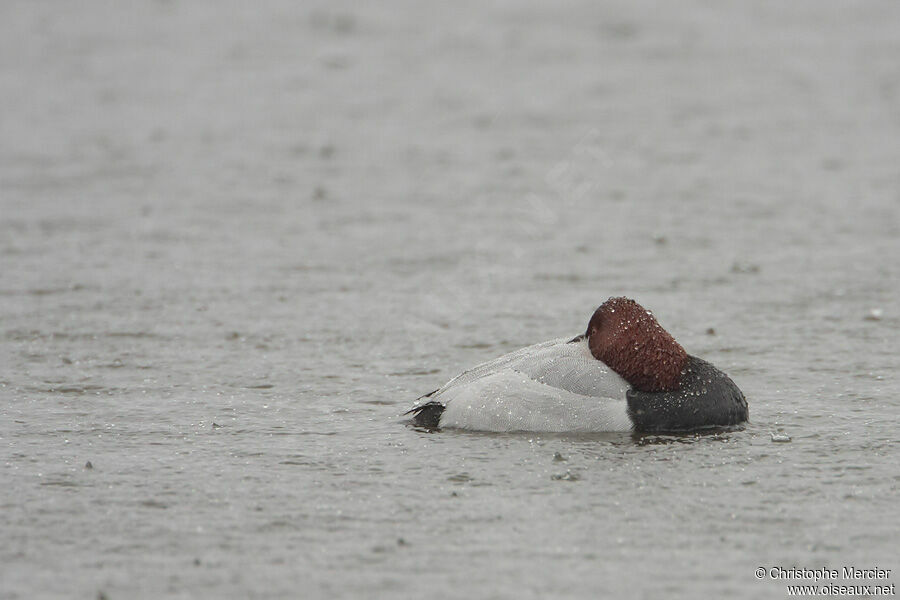 Common Pochard