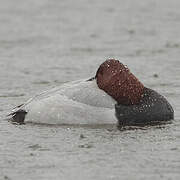 Common Pochard