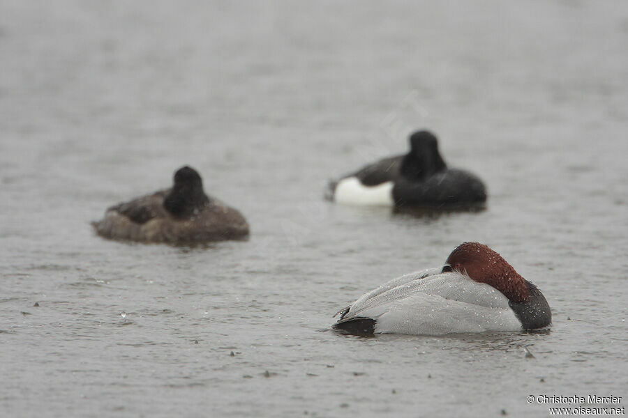 Common Pochard