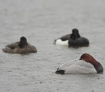 Common Pochard