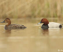 Common Pochard