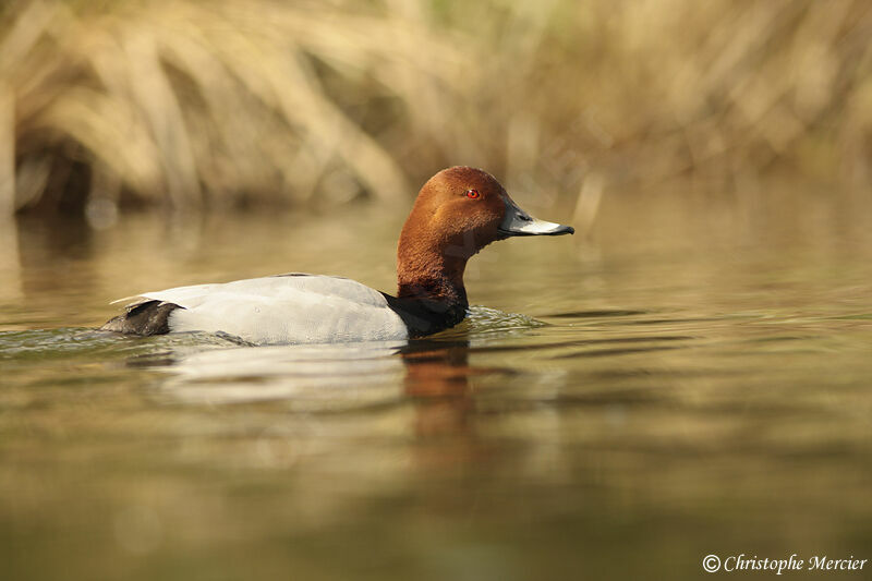 Common Pochard