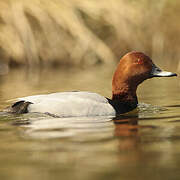 Common Pochard