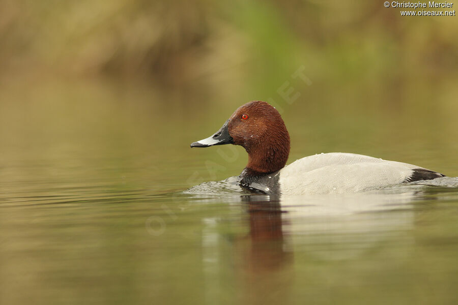 Common Pochard