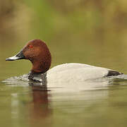 Common Pochard