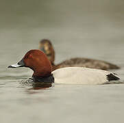 Common Pochard