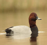 Common Pochard