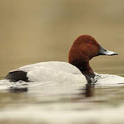 Common Pochard