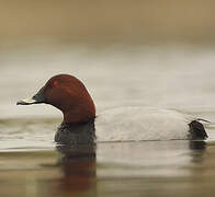 Common Pochard