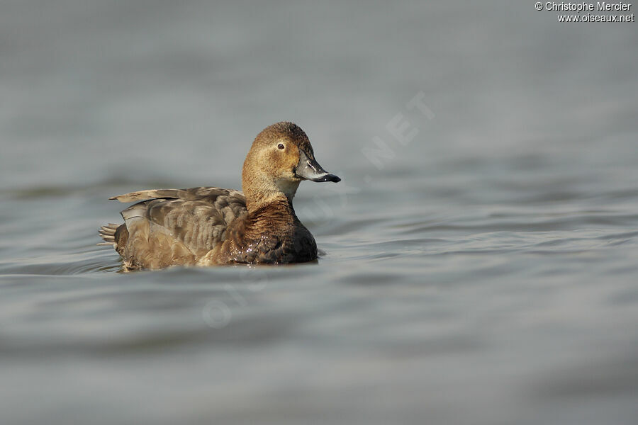 Common Pochard