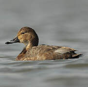 Common Pochard