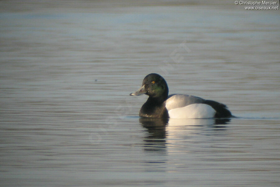 Greater Scaup