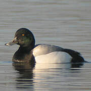 Greater Scaup