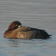 Greater Scaup