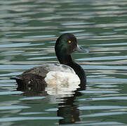 Greater Scaup